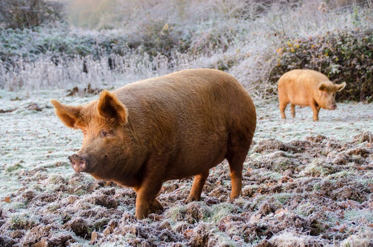 One large brown Tamworth pig walking and another in background, frosty field
