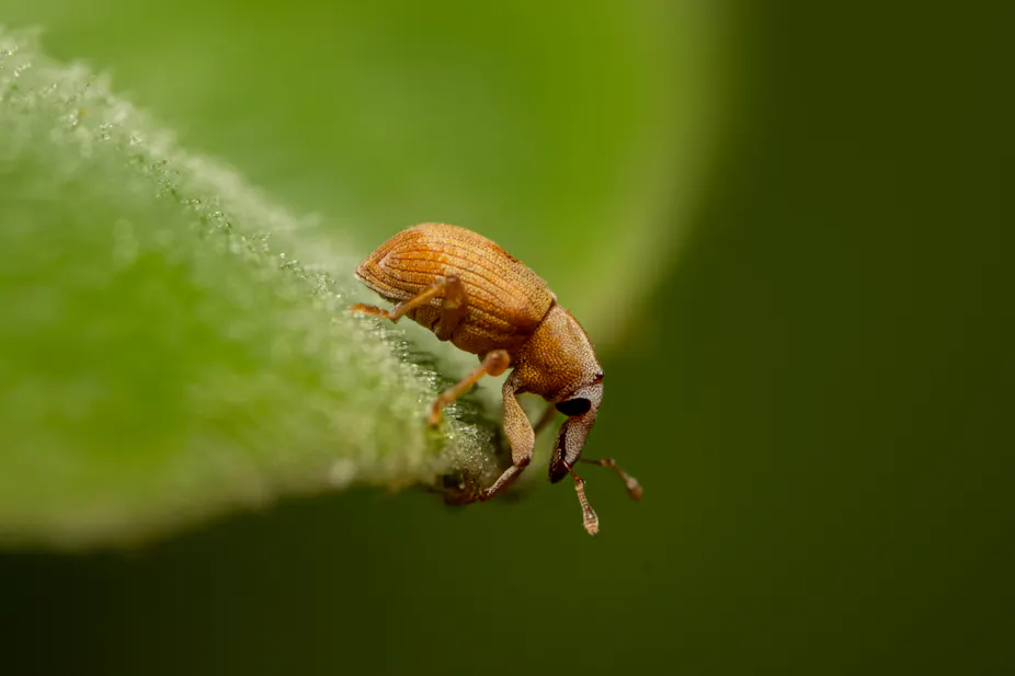 Vaal Mutta Insect Tiny weevils are waging war on the invasive water lettuce plant choking ...