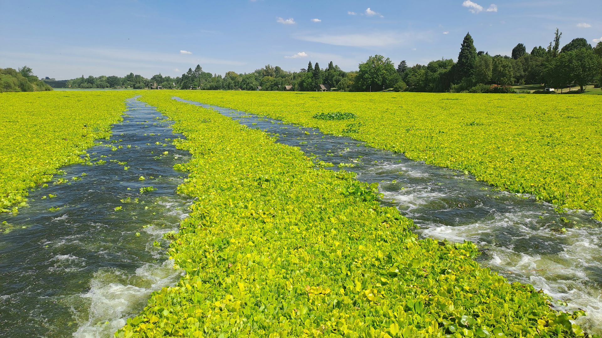 An expanse of water is covered almost entirely with what looks like a mat of vividly green grass