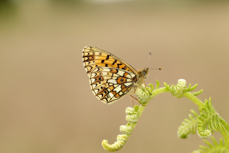 Blurred background, small speckled brown butterfly closed wings, resting on green stem