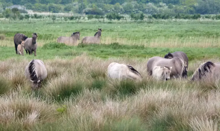 Des chevaux paissent dans une zone humide