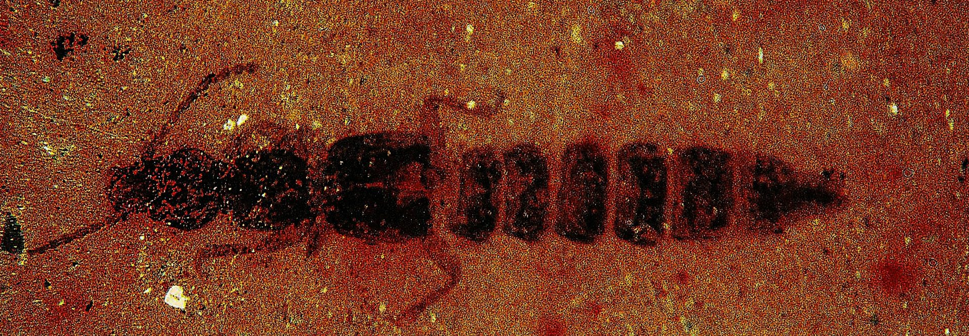 An insect that looks a little like a grasshopper without wings is preserved in reddish sediment