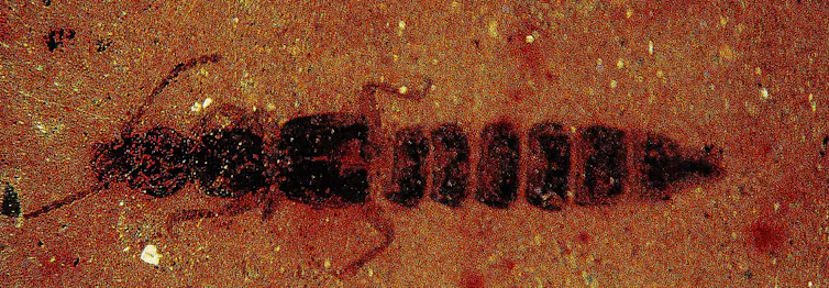 An insect that looks a little like a grasshopper without wings is preserved in reddish sediment