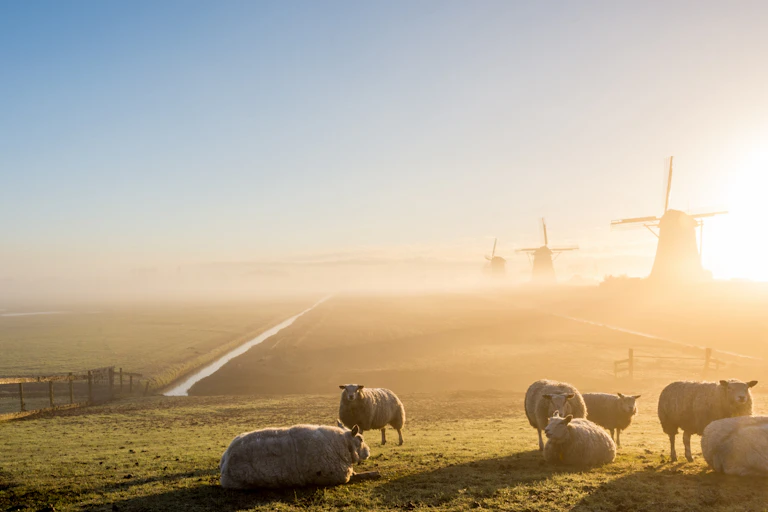 Sheep and windmills
