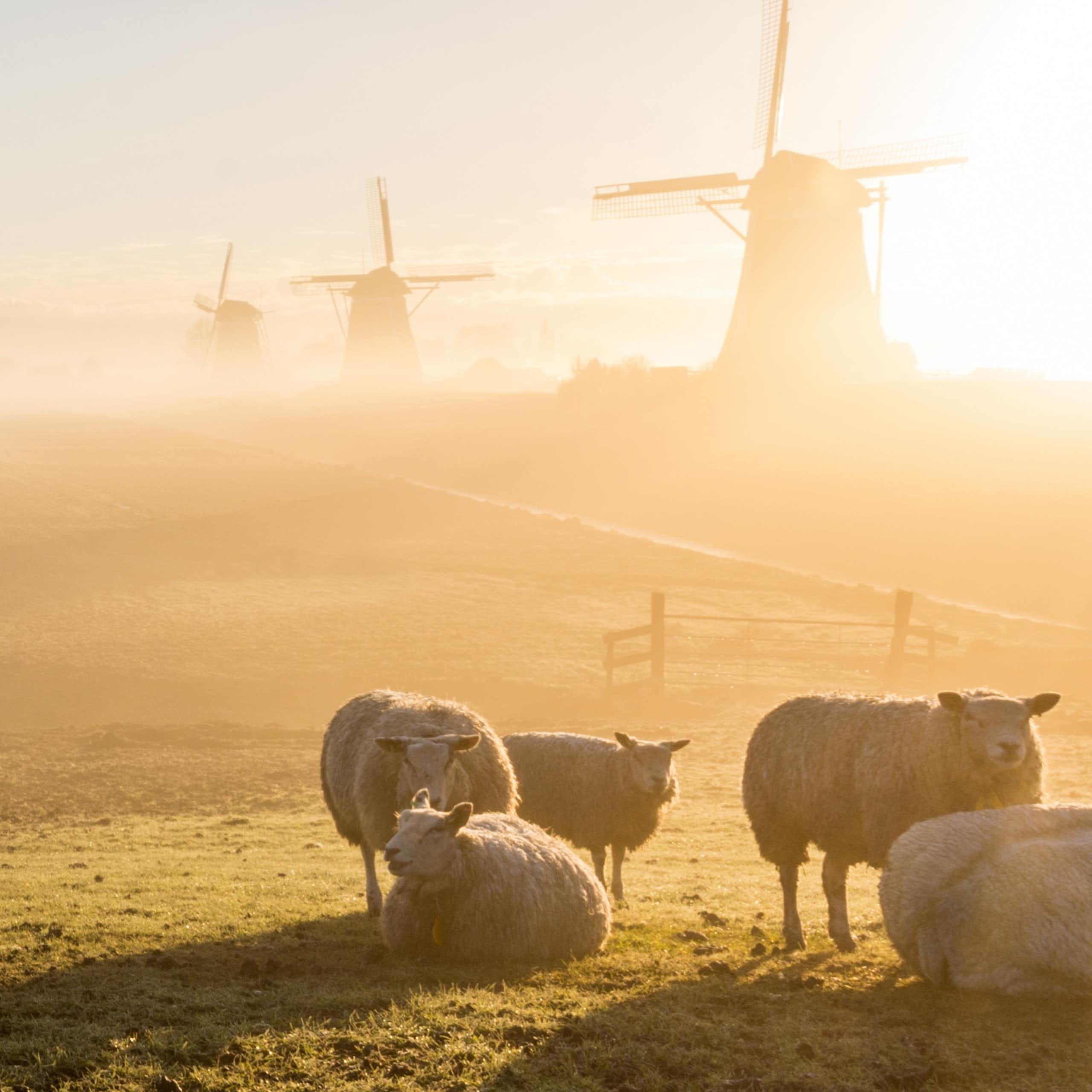 Sheep and windmills