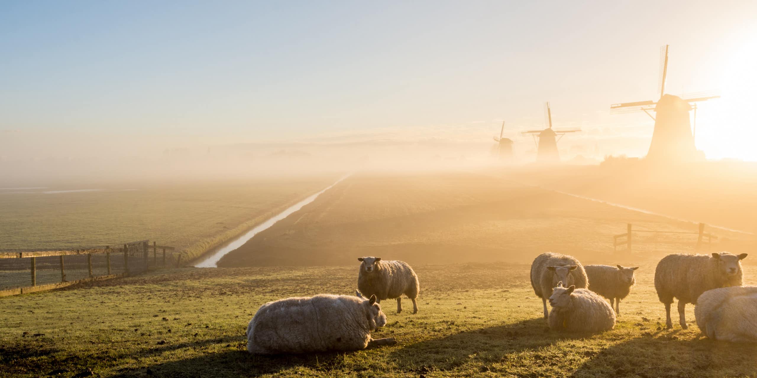 Sheep and windmills