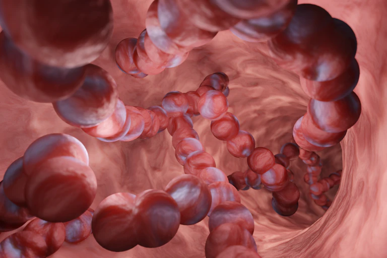 A digital drawing of strep A bacteria inside the body.