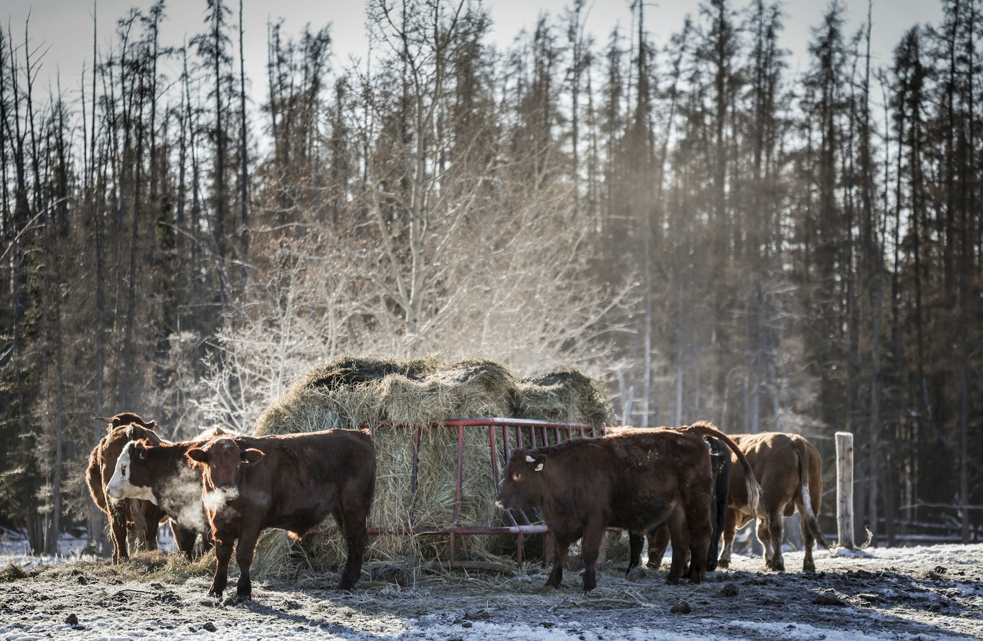 Cows stand by bales of hay in a snowy field.