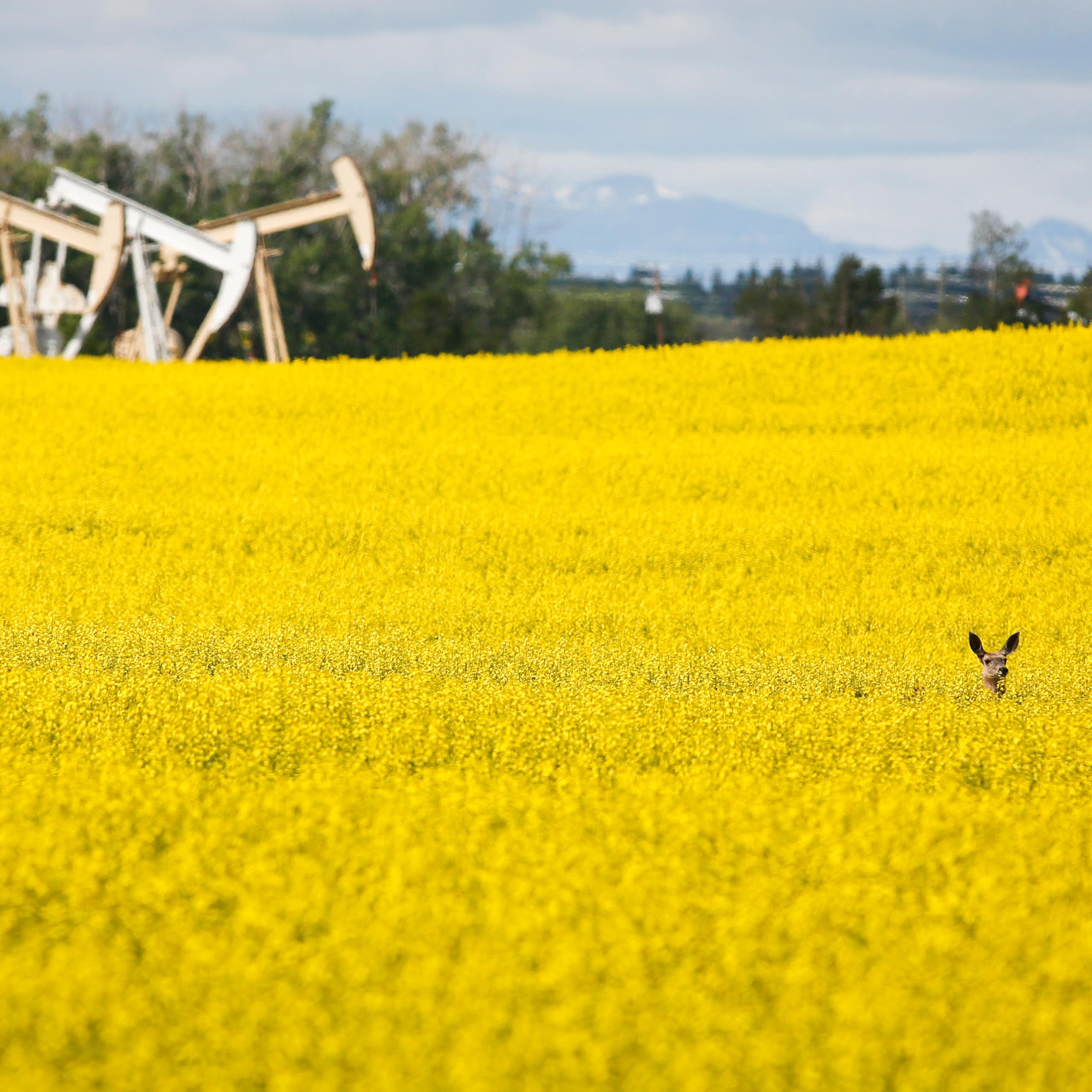 A deer stands in a field in front of oil pumps.