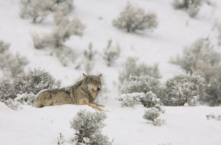 Snowy forest, wolf lying down on ground looking across from left side