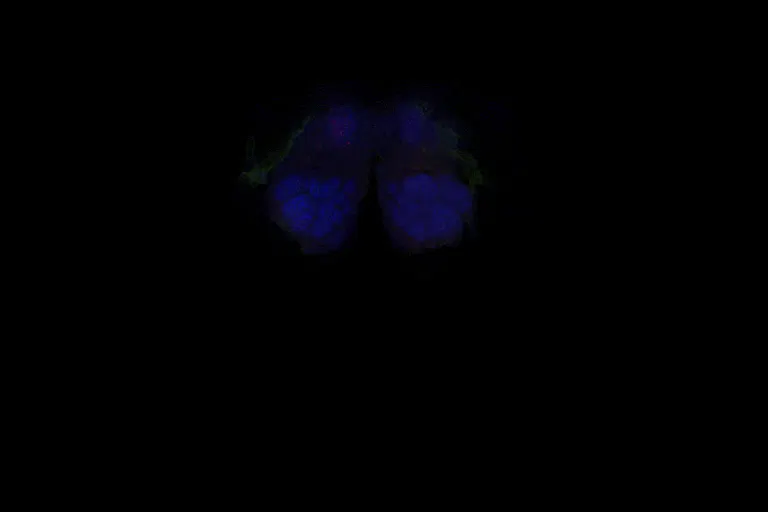 GIF of black square that gradually reveals flickering green and red swatches surrounded then swallowed by dark blue in a roughly oblong shape