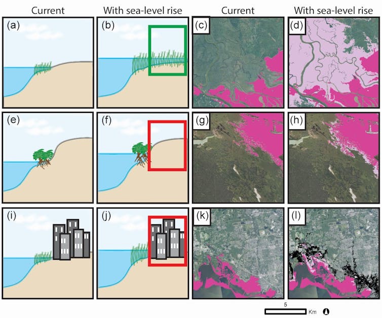 Illustrations paired with satellite images show the most wetland migration where elevation and urban landscapes don't block the way and the least in urban areas.
