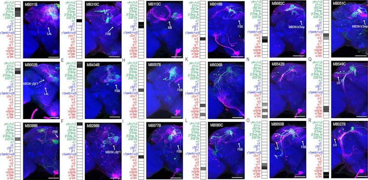 Figure of 15 microscopy images of a fruit fly brain, labeled blue, magenta, green.