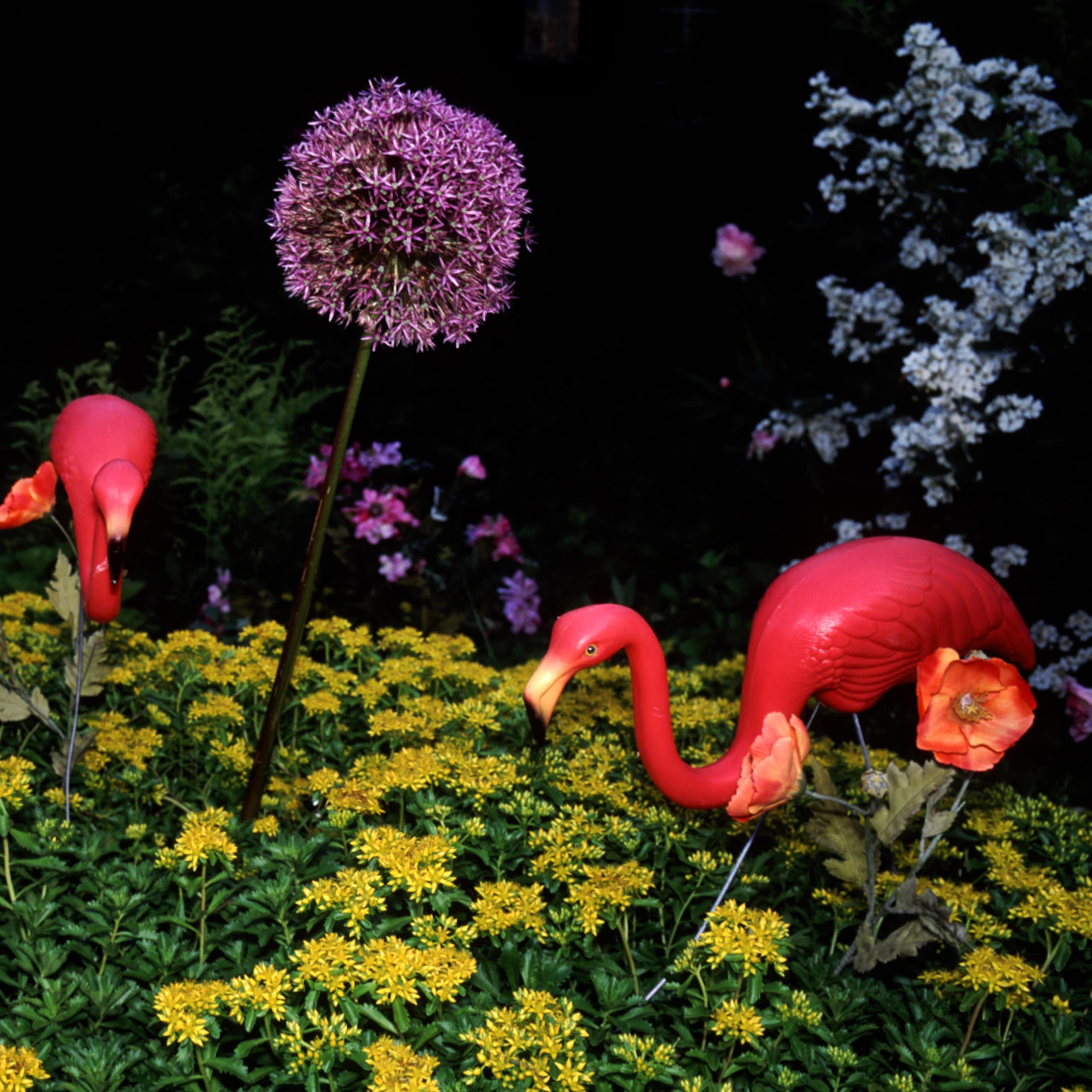 Three plastic pink flamingos placed in a garden of yellow and purple flowers.