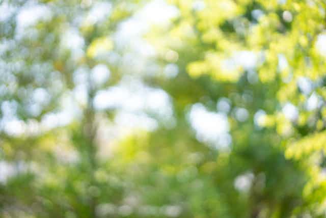 A blurry image of a leafy green wooded area.