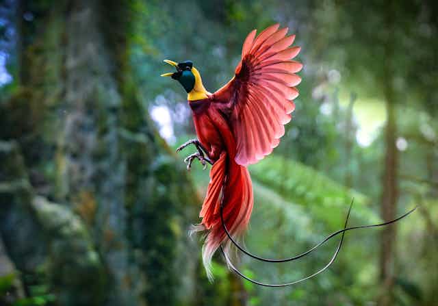 A magnificent red bird with yellow and green head caught mid flight against a jungle backdrop.