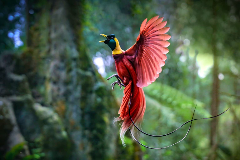 A magnificent red bird with yellow and green head caught mid flight against a jungle backdrop.