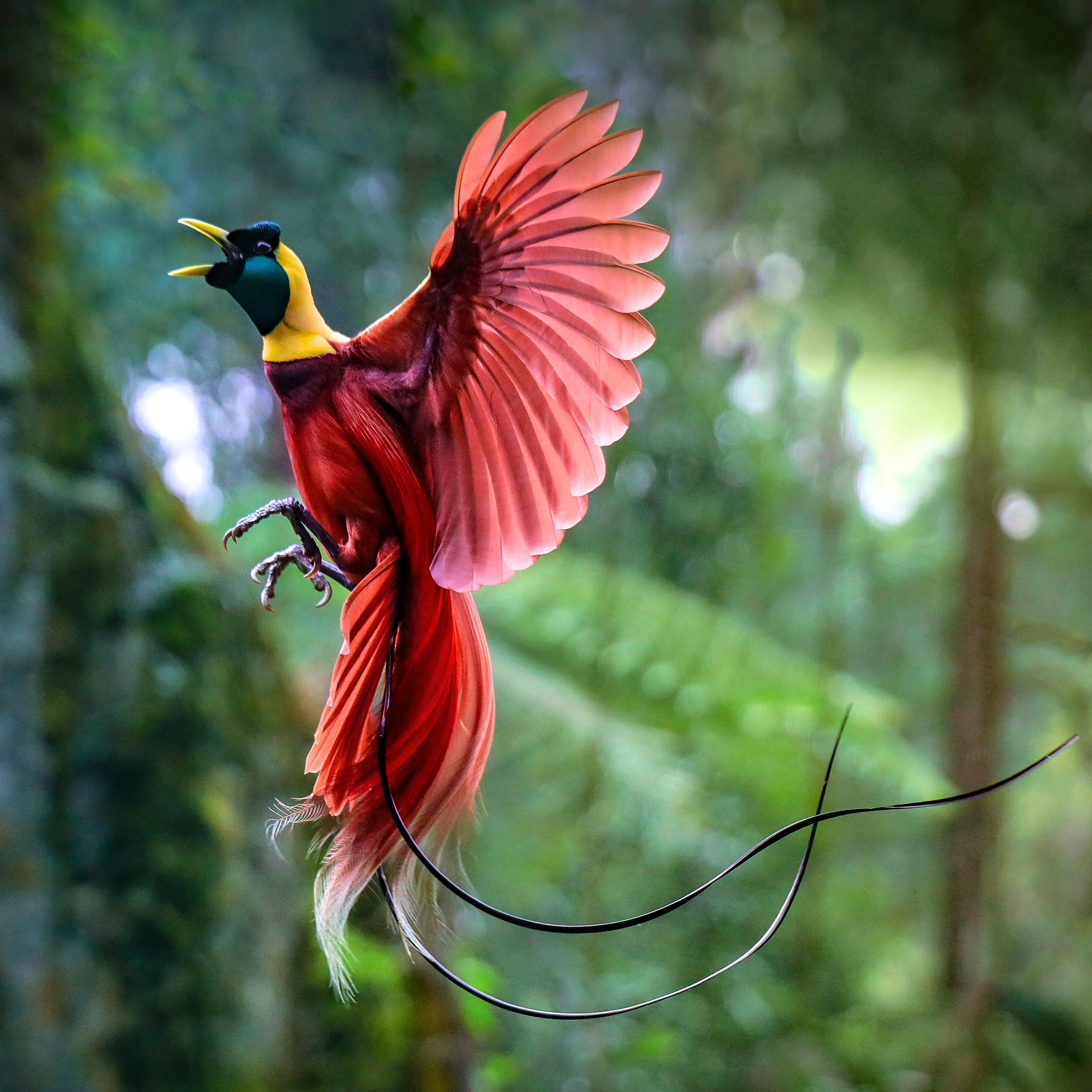 A magnificent red bird with yellow and green head caught mid flight against a jungle backdrop.