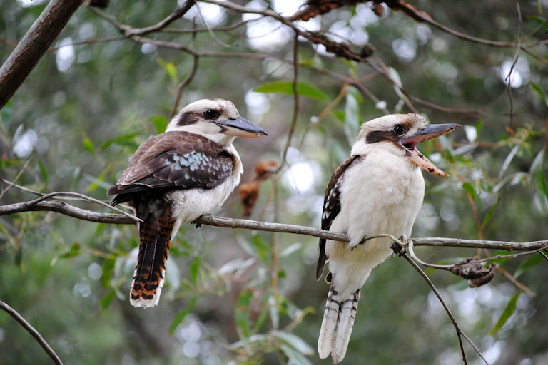 Two laughing kookaburras perched on a tree branch