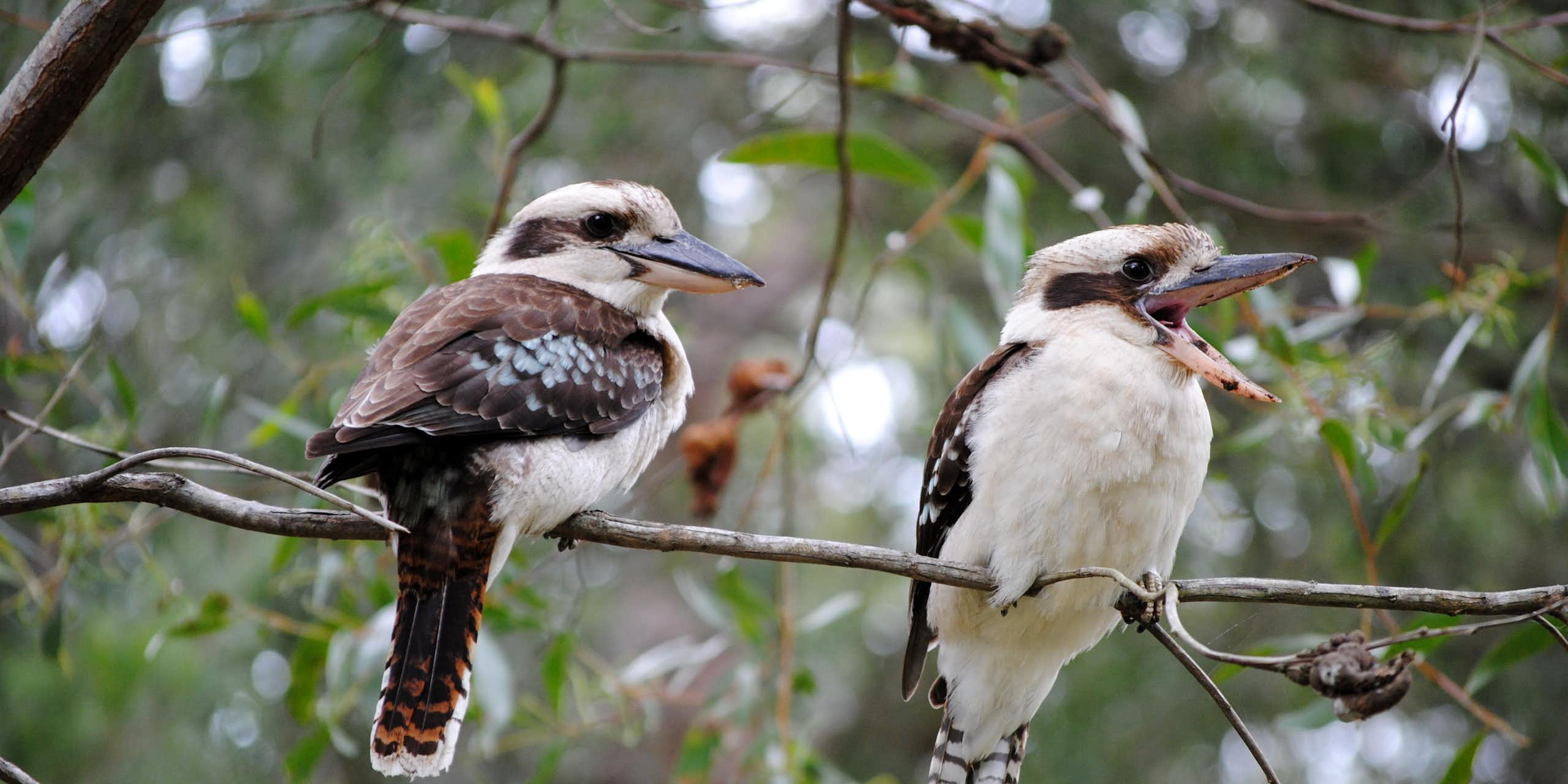 Two laughing kookaburras perched on a tree branch