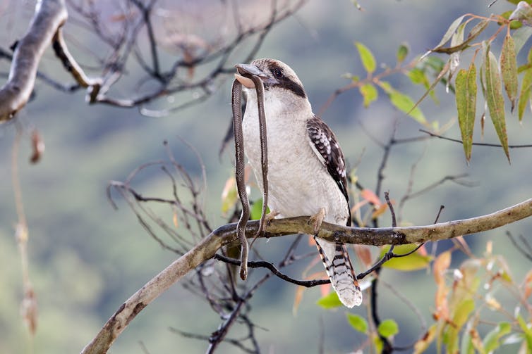 A laughing kookaburra sits on a tree branch with a snake in its beak