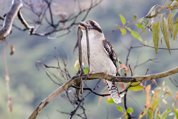 A laughing kookaburra sits on a tree branch with a snake in its beak