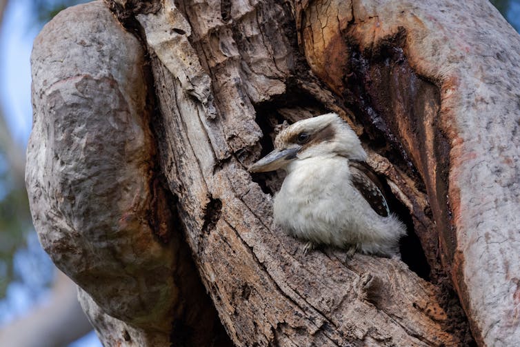 A kookaburra sits at the entrance of its nest hollow in a tree