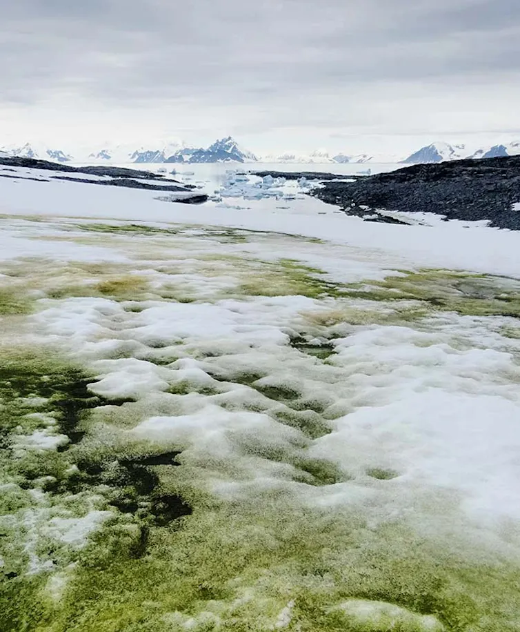 algae growing on snow