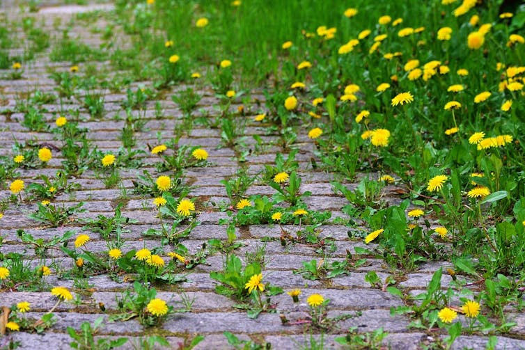 green and yellow dandelion plants growing between cracks of grey stony pavement