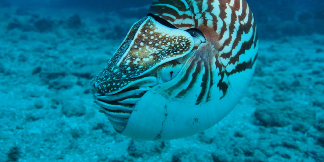 El top 10 de las nuevas especies marinas, cuyo número no deja de crecer