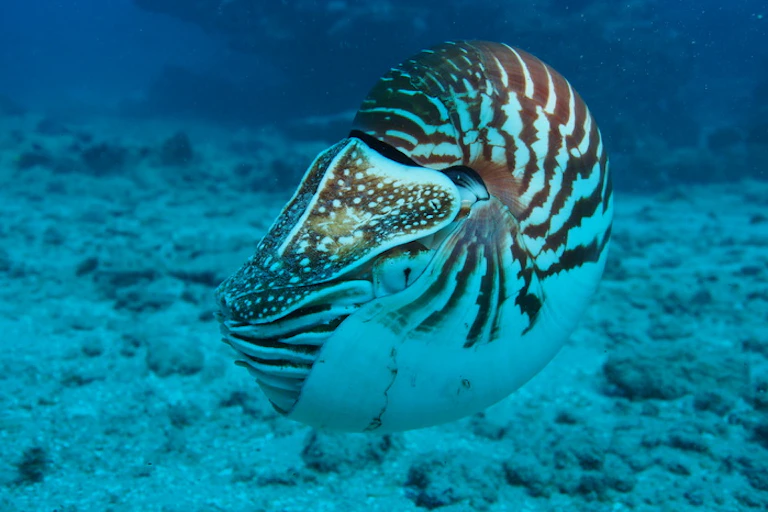 Nautilo.