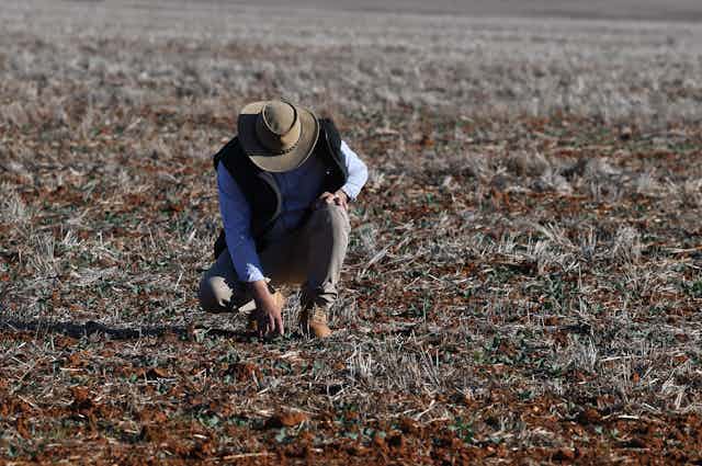A farmer squats down to check on his drying pasture during a drought