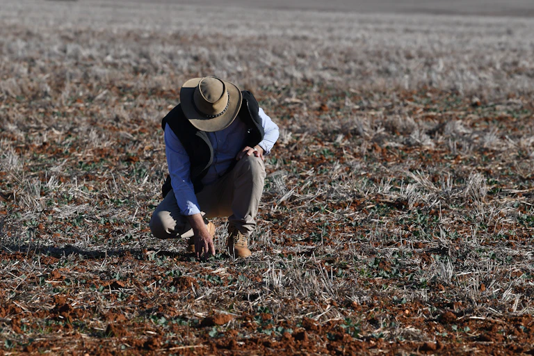 A farmer squats down to check on his drying pasture during a drought