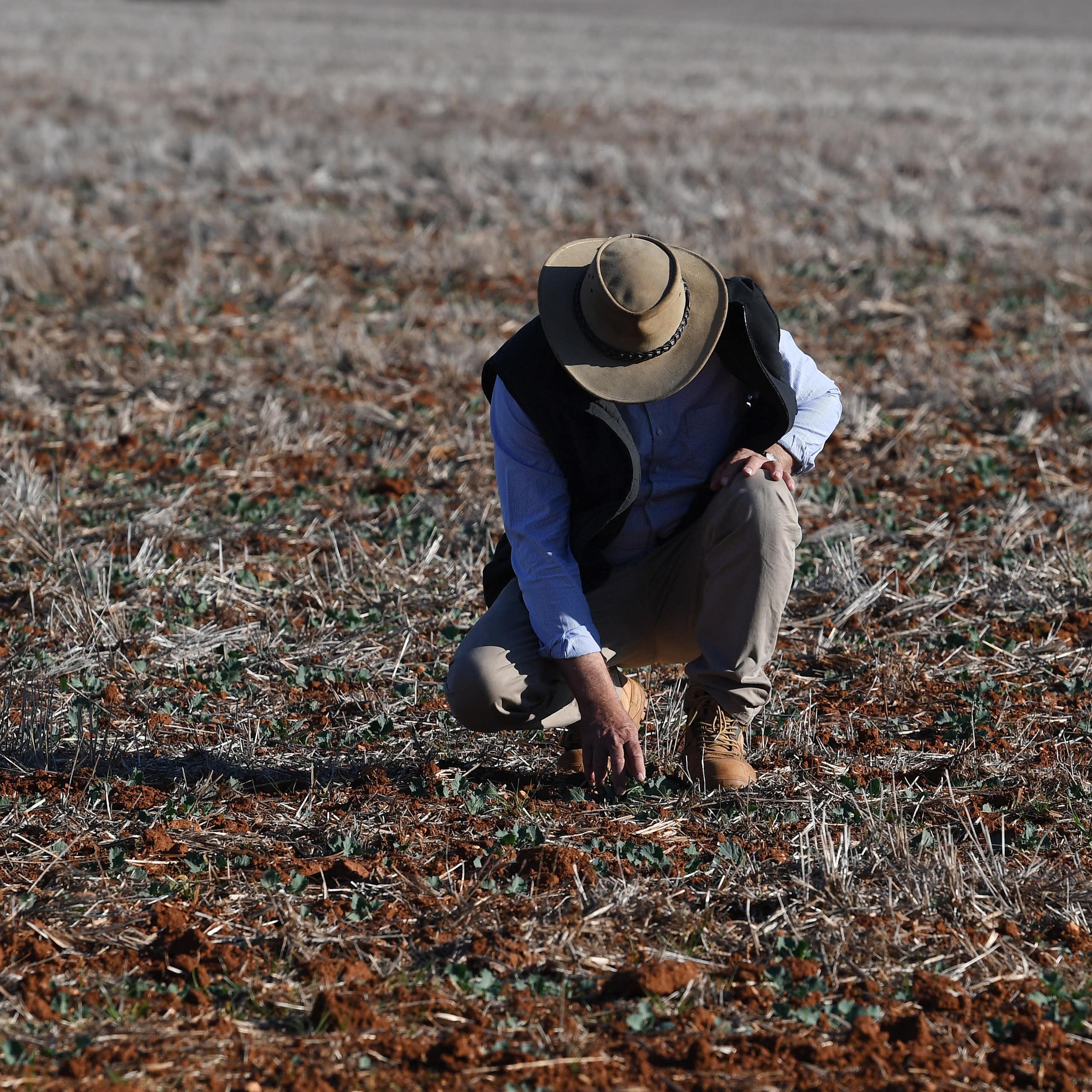 A farmer squats down to check on his drying pasture during a drought
