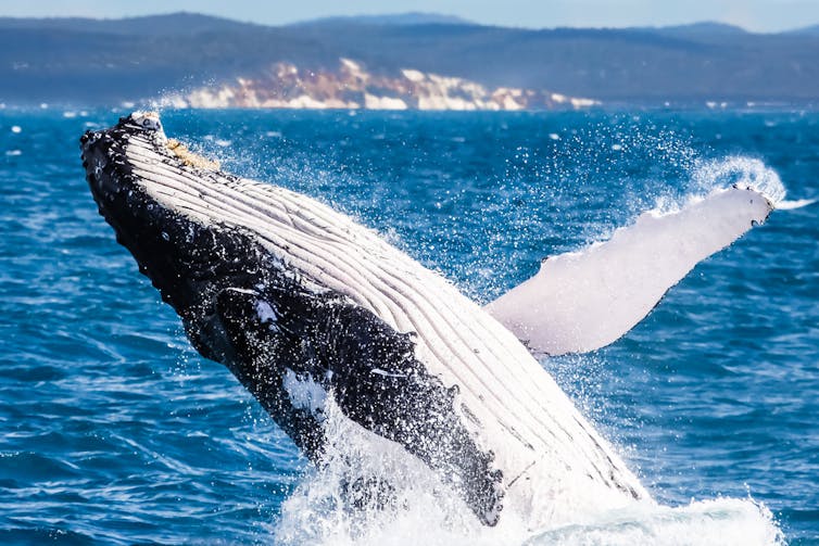 Humpback whale breaching off the coast