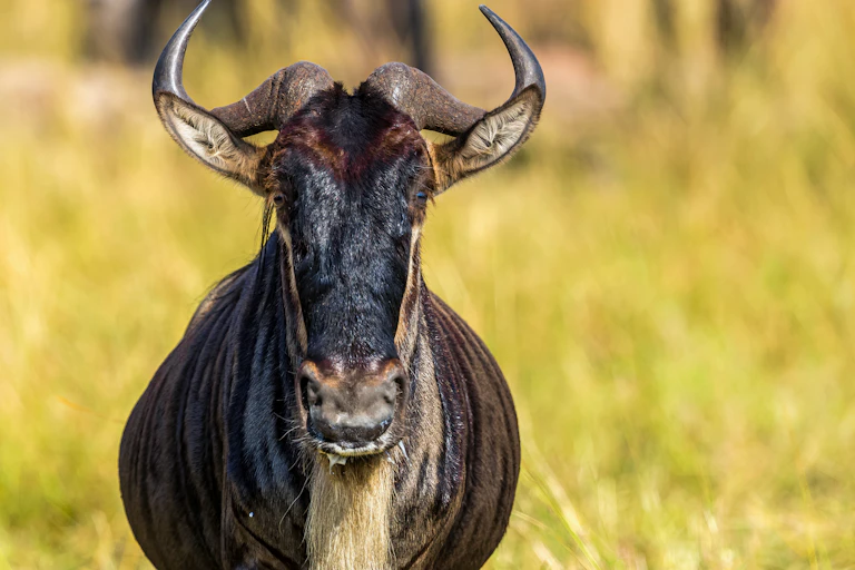 Front view of an animal with curved horns and a beard