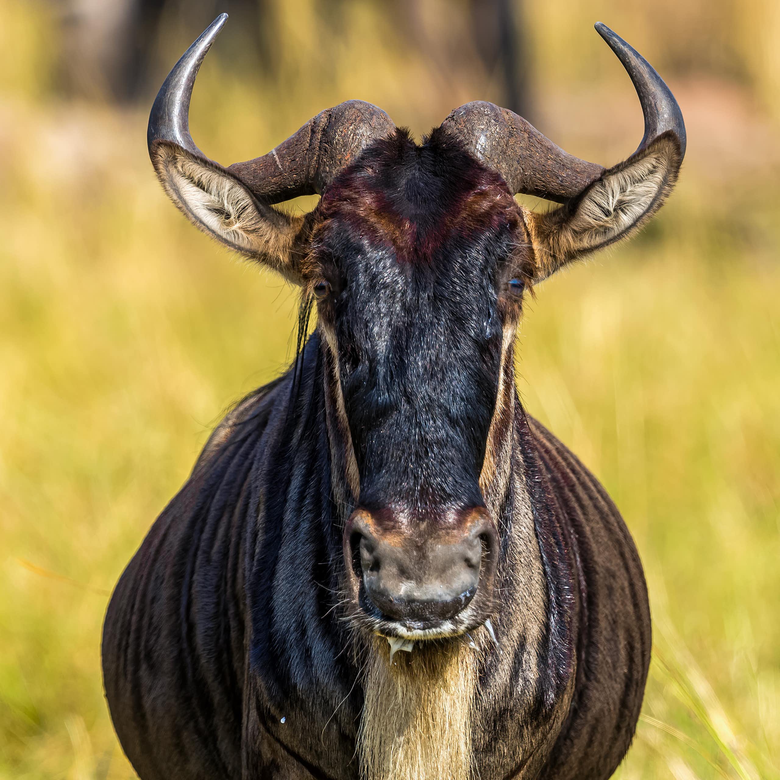 Front view of an animal with curved horns and a beard