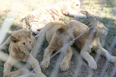 Three lions lying down behind a fence on a lion farm.