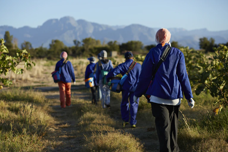 A group of people in blue overalls walk outside on a sunny day between trees on a farm