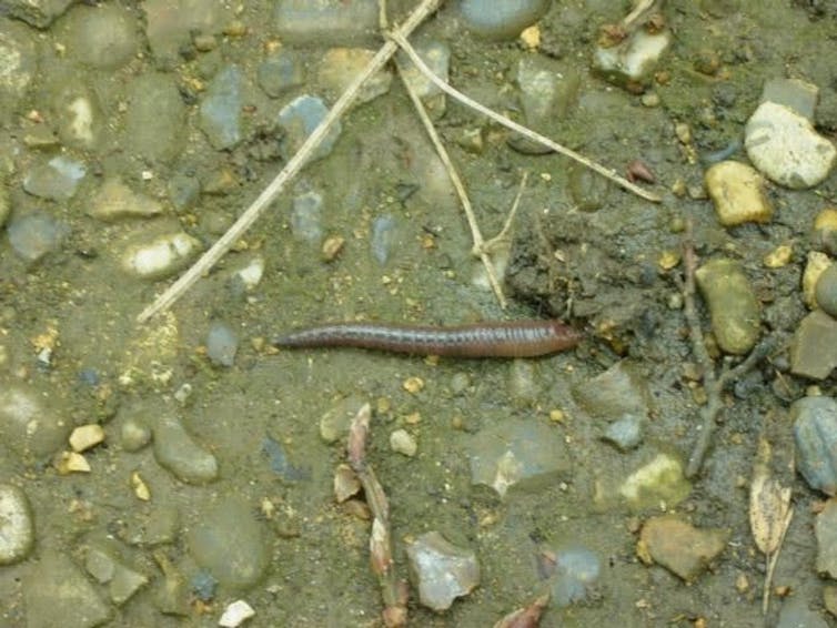 Worm on dry gravel path.