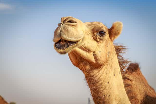 friendly camel face