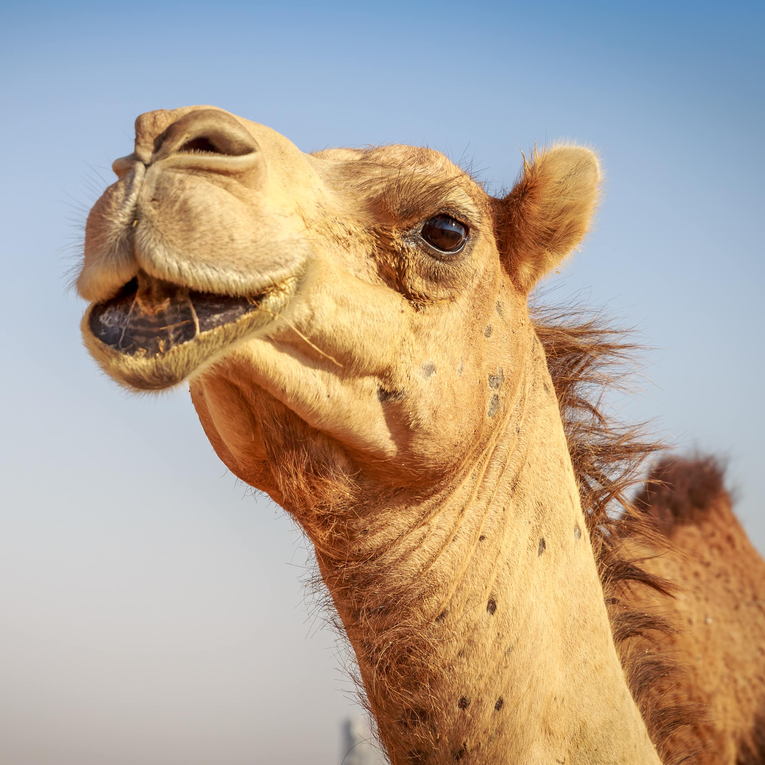 friendly camel face