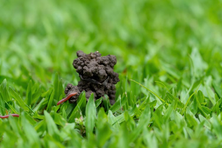 Worm and mound of soil on a lawn