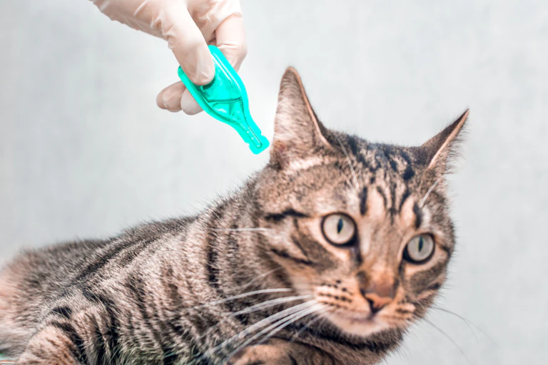 tabby cat close up of head, gloved human hand applying tick treatment using bright green drop sachet to cat's neck, white background