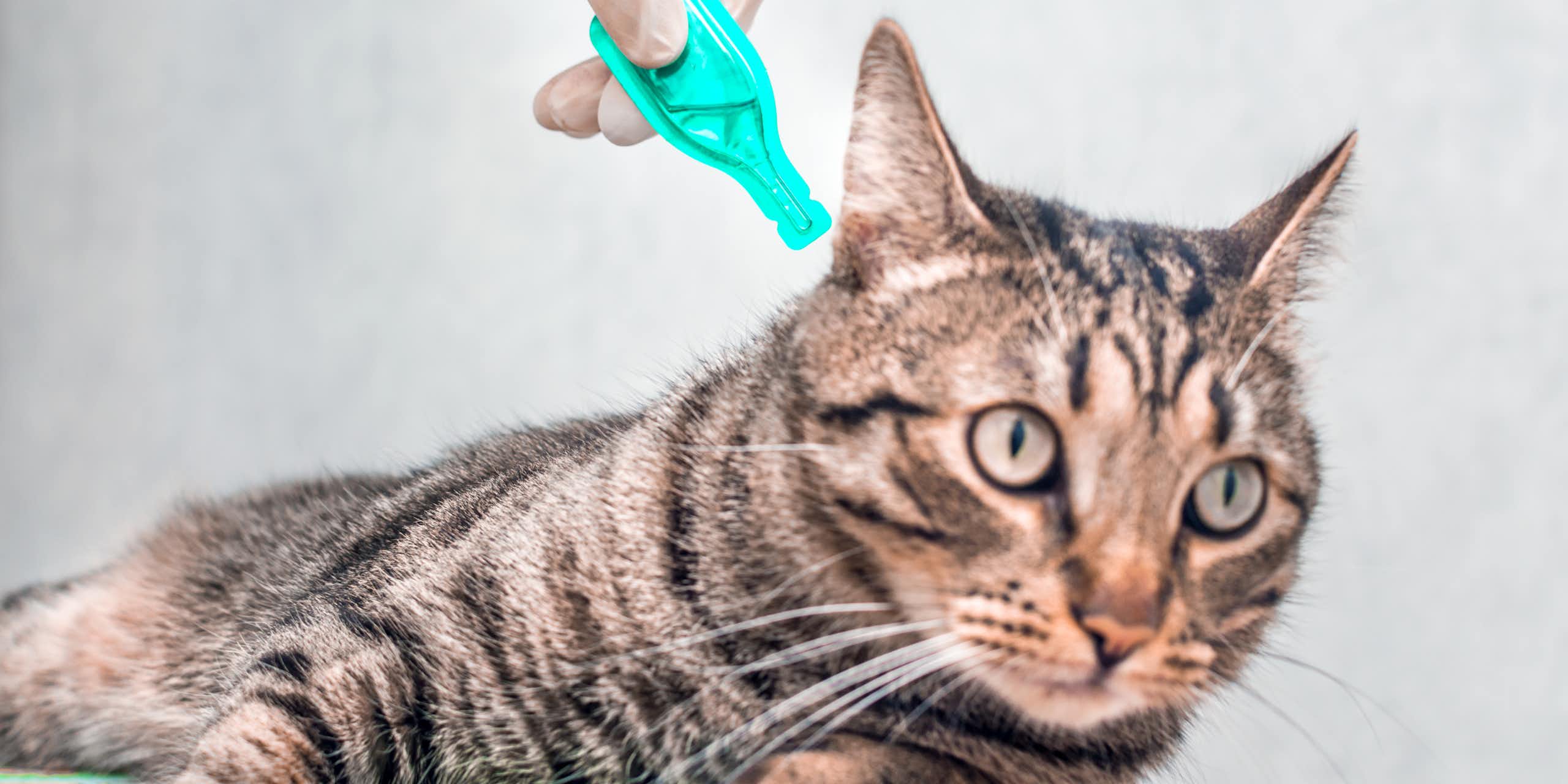 tabby cat close up of head, gloved human hand applying tick treatment using bright green drop sachet to cat's neck, white background