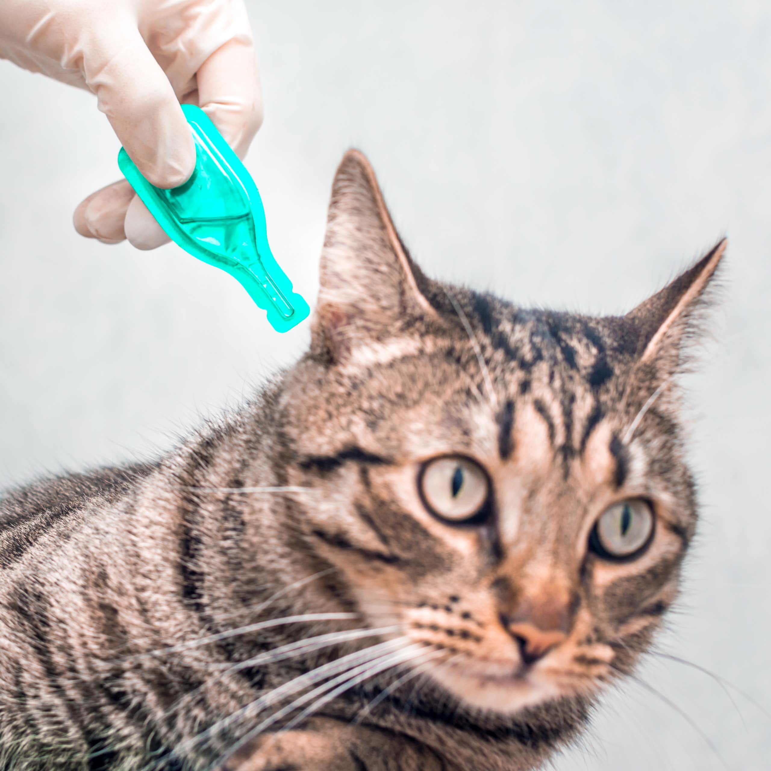 tabby cat close up of head, gloved human hand applying tick treatment using bright green drop sachet to cat's neck, white background