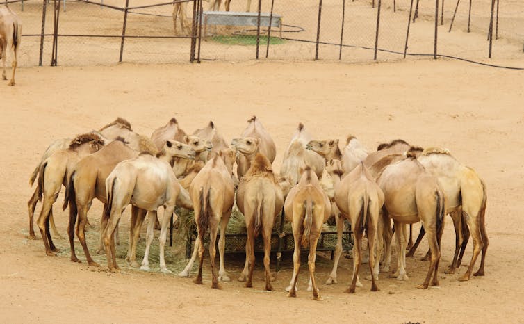 Camels fathered around a feeding trough