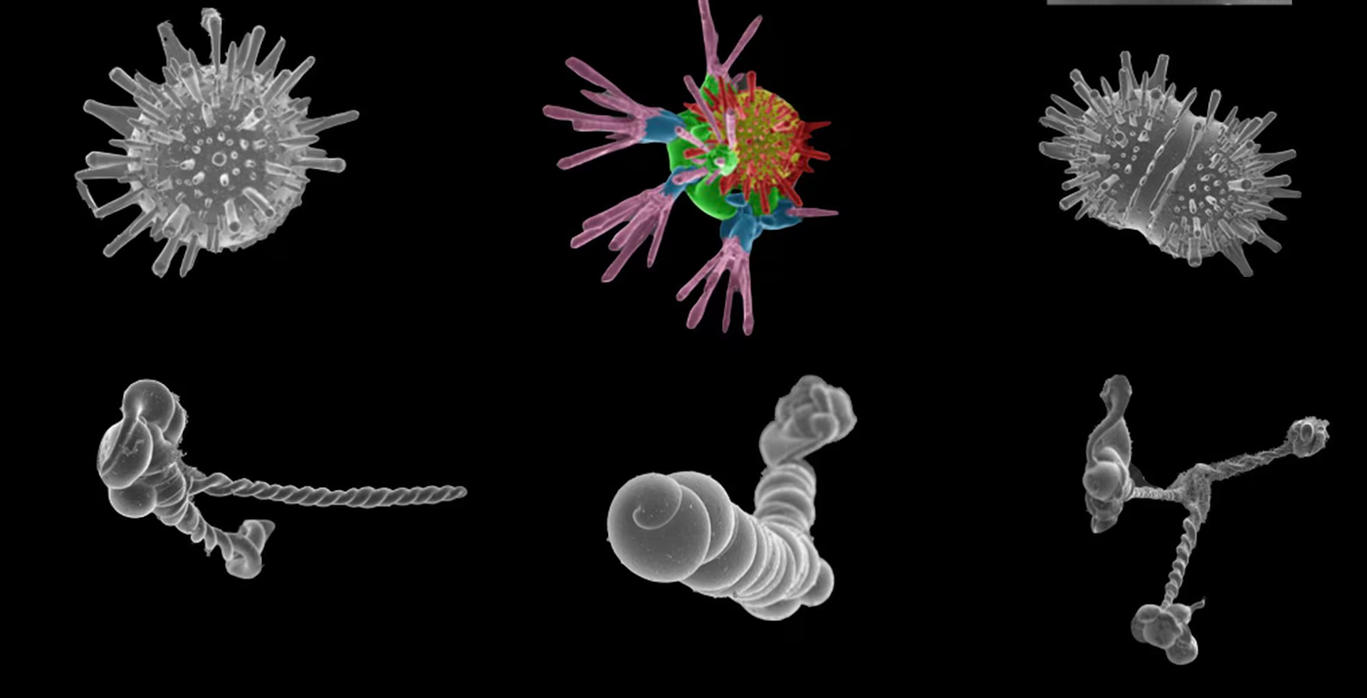 La búsqueda del primer ser vivo en la Tierra y la apasionante batalla entre  cazadores de microfósiles