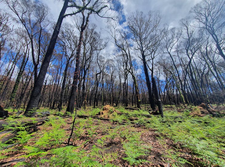 A recently burnt forest, with blackened trees against a cloudy blue sky