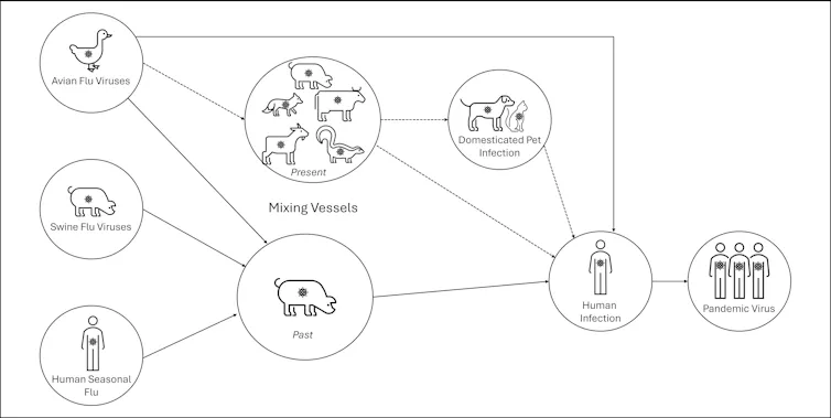 A visual depicting potential pathways to a novel pandemic influenza virus.